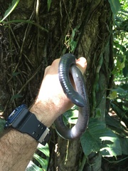 Gymnopis multiplicata