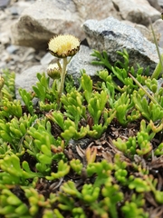 Leptinella pyrethrifolia