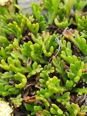 Leptinella pyrethrifolia