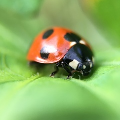 Coccinella septempunctata