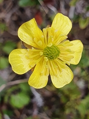 Ranunculus enysii