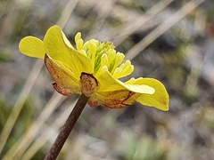 Ranunculus enysii