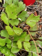 Ranunculus enysii