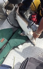 Acipenser fulvescens