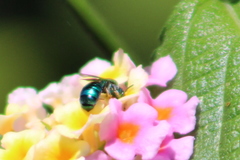 Calloceratina