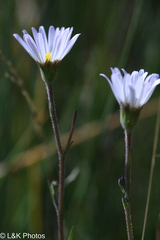 Almutaster pauciflorus