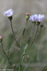 Almutaster pauciflorus