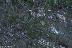 Almutaster pauciflorus