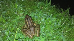 Lithobates taylori