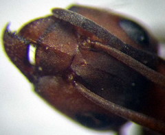 Formica cunicularia