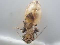 Pteroxanium kelloggi