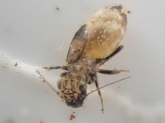 Pteroxanium kelloggi