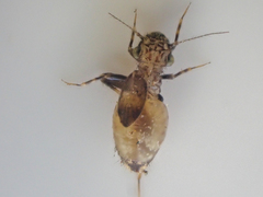 Pteroxanium kelloggi