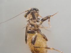 Pteroxanium kelloggi