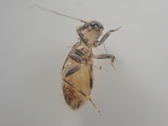 Pteroxanium kelloggi