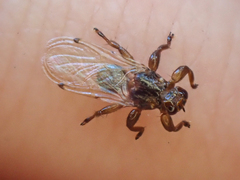 Lipoptena depressa