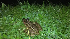 Lithobates taylori