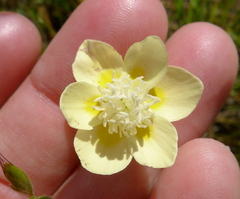 Platystemon californicus