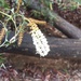 Grevillea flexuosa - Photo (c) andamooka, algunos derechos reservados (CC BY-NC), subido por andamooka