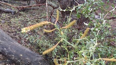 Grevillea flexuosa