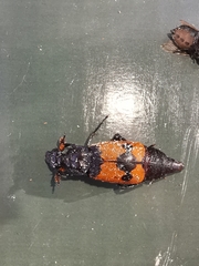 Nicrophorus olidus