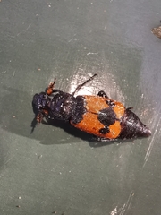 Nicrophorus olidus