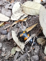 Nicrophorus mexicanus