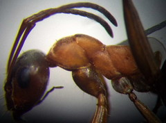 Formica cunicularia