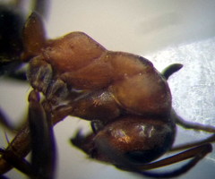 Formica cunicularia