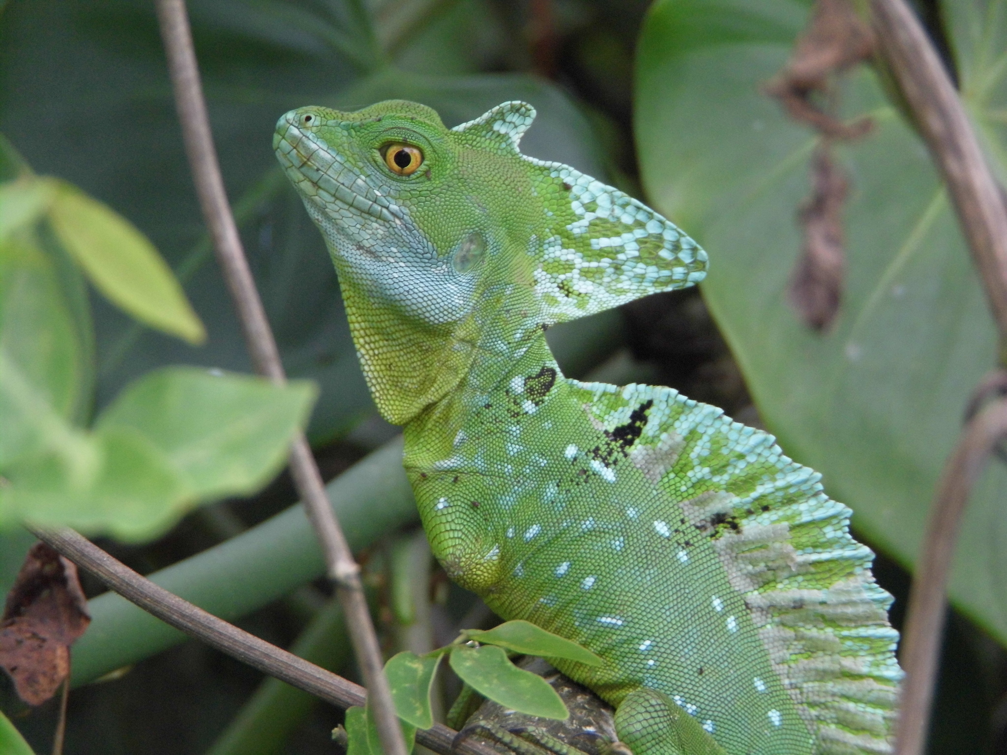 Basilisks (Genus Basiliscus) · iNaturalist