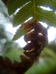 Phytoliriomyza tearohensis