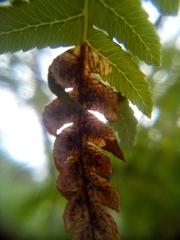 Phytoliriomyza tearohensis