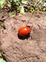 Leptinotarsa rubiginosa