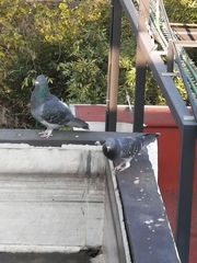 Columba livia domestica