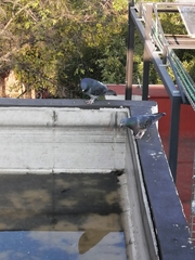 Columba livia domestica