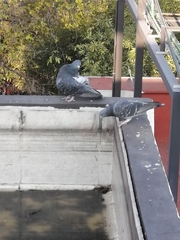 Columba livia domestica