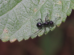 Polyrhachis rastellata