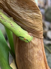 Eupanacra