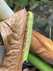 Eupanacra