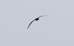 Pterodroma macroptera