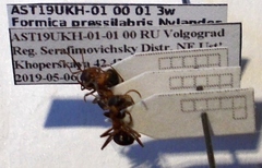 Formica pressilabris