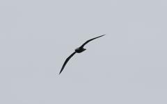 Pterodroma macroptera