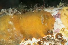 Sclerodoris