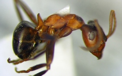 Formica pressilabris