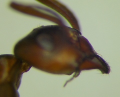 Formica pressilabris