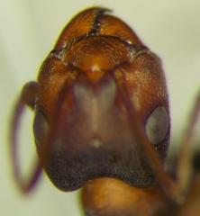 Formica pressilabris