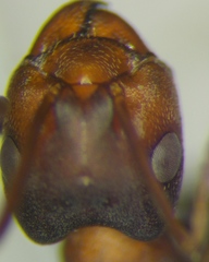 Formica pressilabris