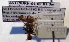 Formica pressilabris