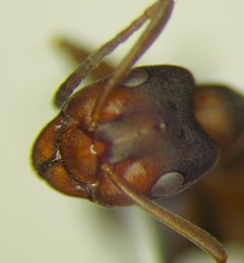 Formica pressilabris