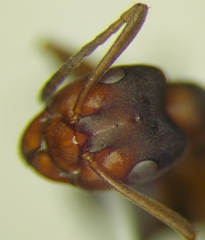 Formica pressilabris